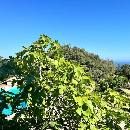 Campuleccia * Lumio (Corsica)